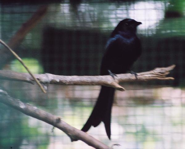 Black Drongo (Dicrurus macrocercus) Srigunting