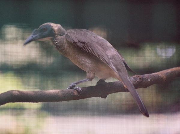 Helmeted Friarbird (Philemon buceroides) Chikuakua