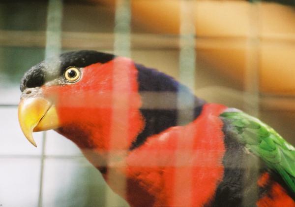 This happy Lory just refused to keep a proper distance