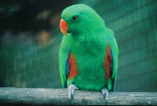 Eclectus Parrot (Eclectus roratus polychloros) Bayan