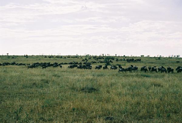 The classic view of the wildebeest