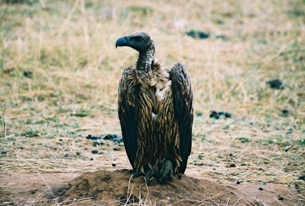 White-backed Vulture (Gyps bengalensis)