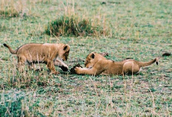 Lion cubs playing with elephant droppings