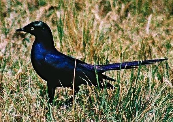 Ruppell's Long-tailed Starling (Lamprotornis purpuropterus)