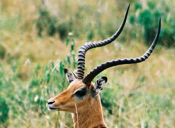 The mighty Impala (Aepyceros melampus)