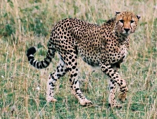 South African Cheetah (Acinonyx jubatus)
