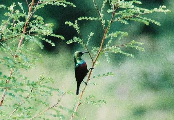 Mariqua Sunbird (Nectarinia mariquensis)