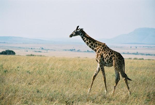Masai Giraffe (Giraffa camelopardalis tippelskirchi)