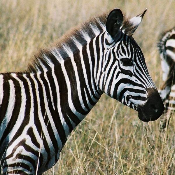 Mountain Zebra (Hippotigris zebra)
