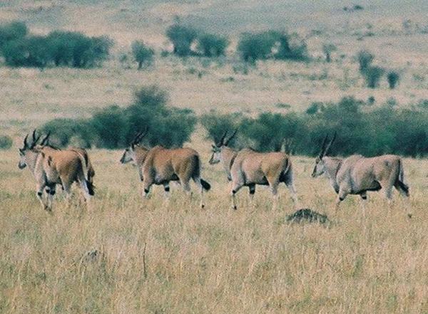 Eland Antelopes (Tragelaphus oryx)