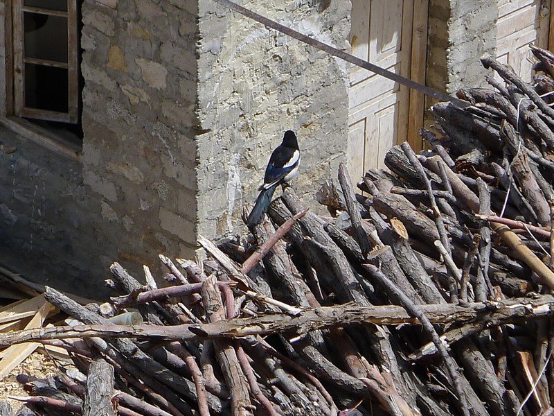 Magpie hanging around Phyang goemba