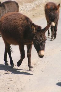 Encounter with donkeys, Hemis village