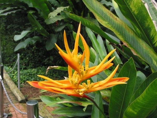 Tropical Flower 2