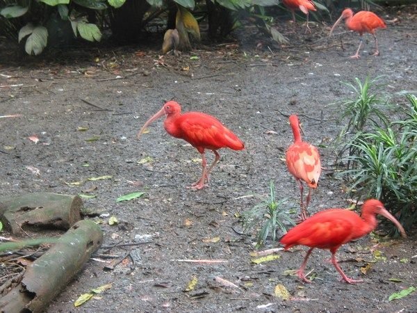 Scarlet Ibis Feeding