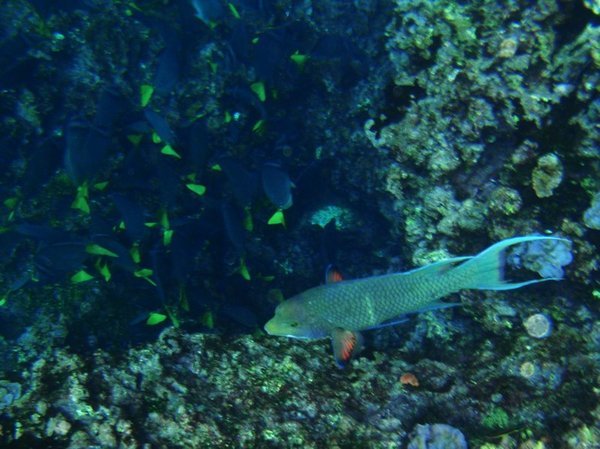 Snorkeling - Fishes