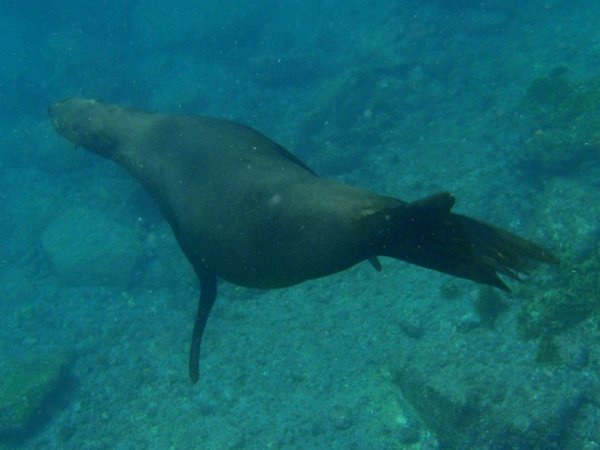 Snorkeling - Playful Sea Lion