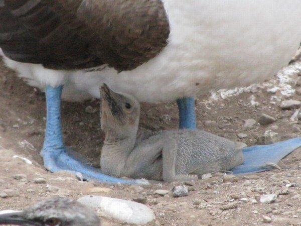 Blue Footed Boobie Chick