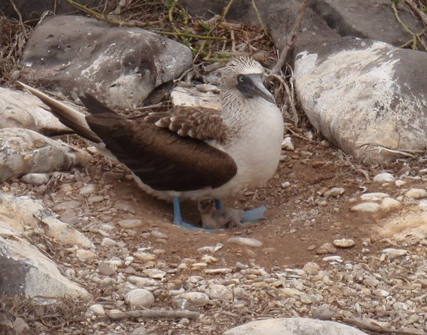 Blue Footed Boobie in Nest
