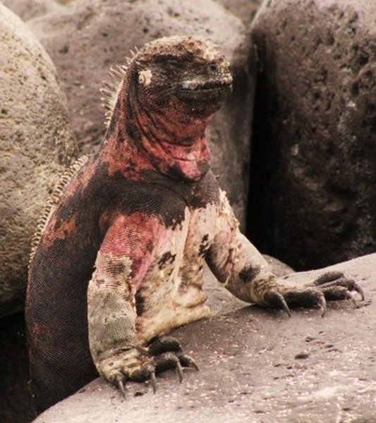 Marin Iguana Posing Like Godzilla