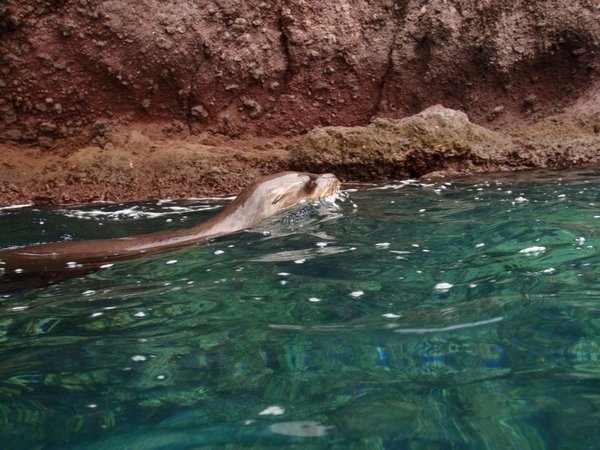 Snorkeling - Sea Lion