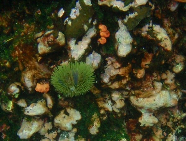 Snorkeling - Sea Urchin