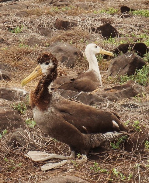 Waved Albatross - Juvenile & Adult