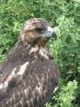 Galapagos Hawk - Close-Up