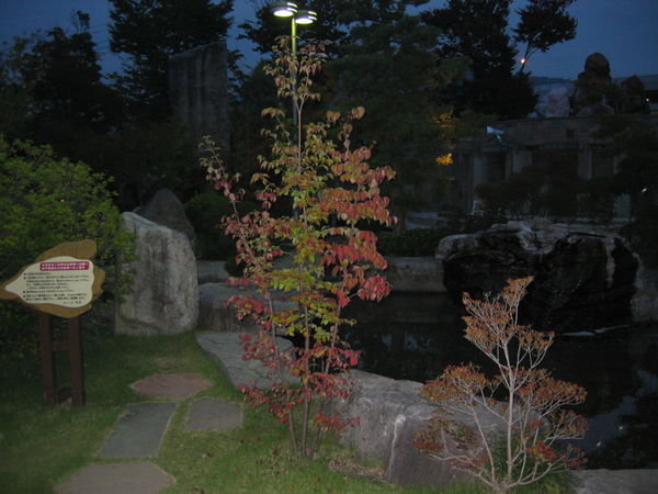 A tree in the Onsen
