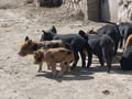 Piglets that live near the terreno.