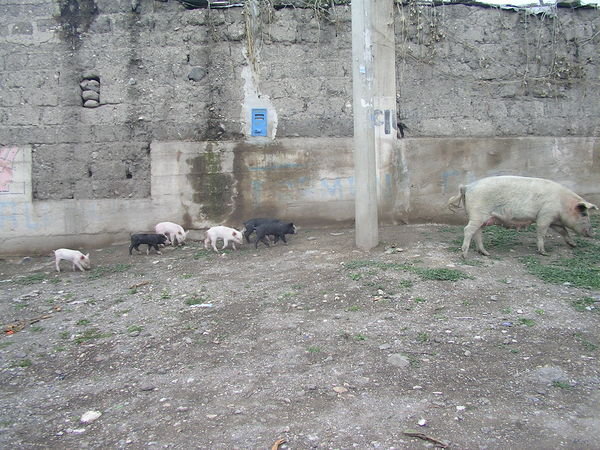 Mama chanco and her little piglets