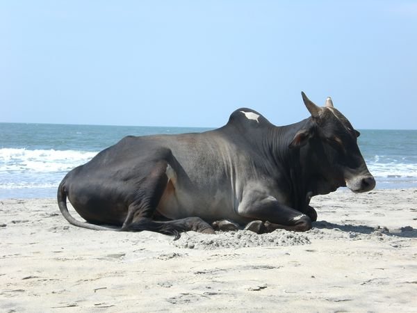 Een "heilige" koe op het strand van Arambol