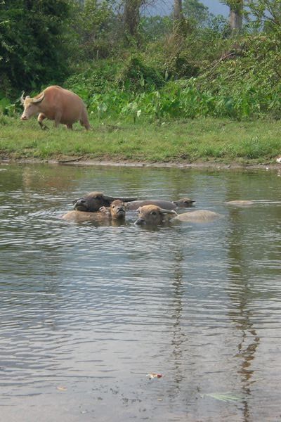 Badende waterbuffels.