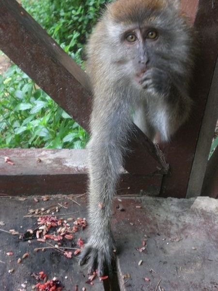 Moedig aapje op Tioman eiland.
