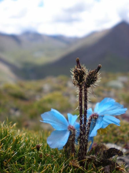 Himmalayan Mountain Flower