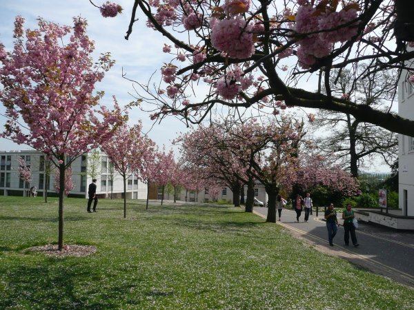 Spring blossom on campus