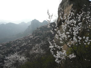 Blossom-covered mountains