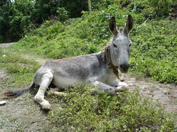 Jamaican Donkey