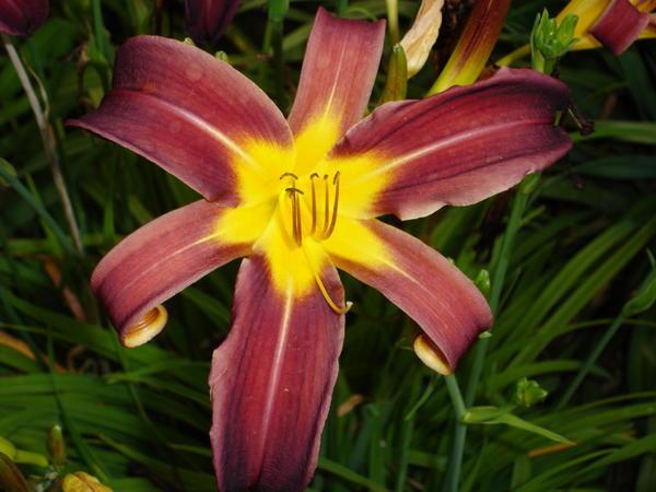 loving day lilies