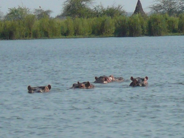 A raft of hippos