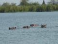 A raft of hippos
