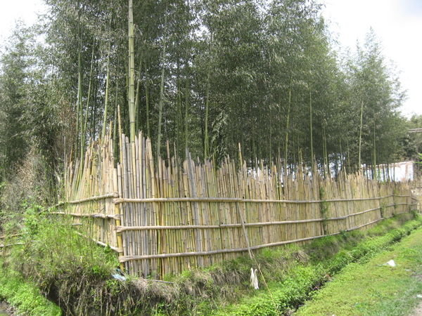 Apotani bamboo plantation