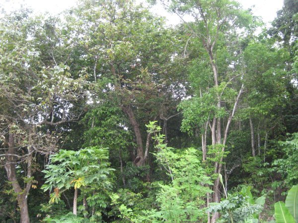 More vegetation