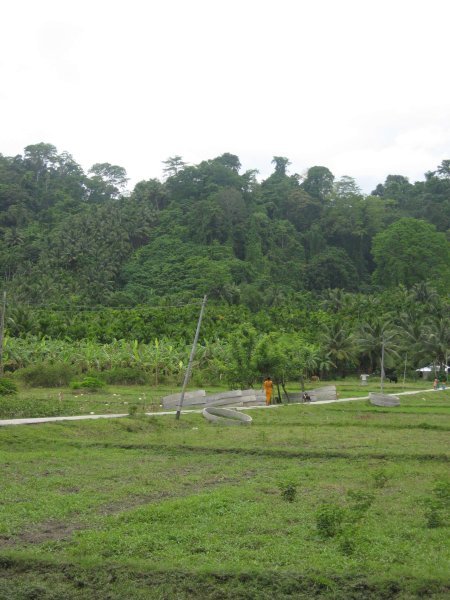 Fields and jungle