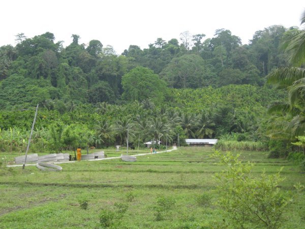 Fields and Jungle