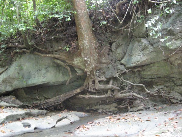 Tree roots on the stream bank