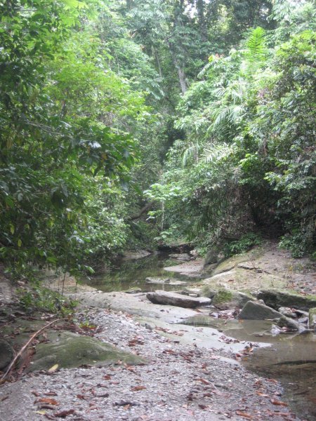 The stream through the jungle