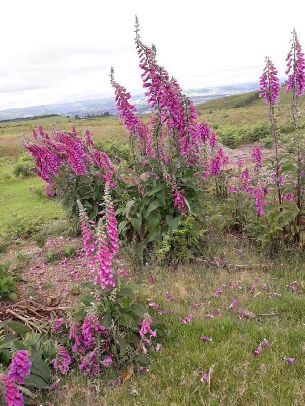 the foxgloves were spectacular