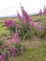 the foxgloves were spectacular