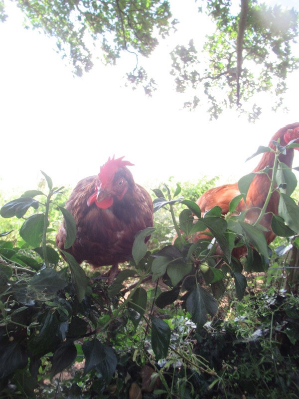 our hens became very adventurous and kept escaping