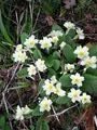 primroses all the way